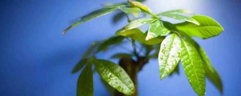 发财树怎么施肥（发财树怎么施肥和浇水）