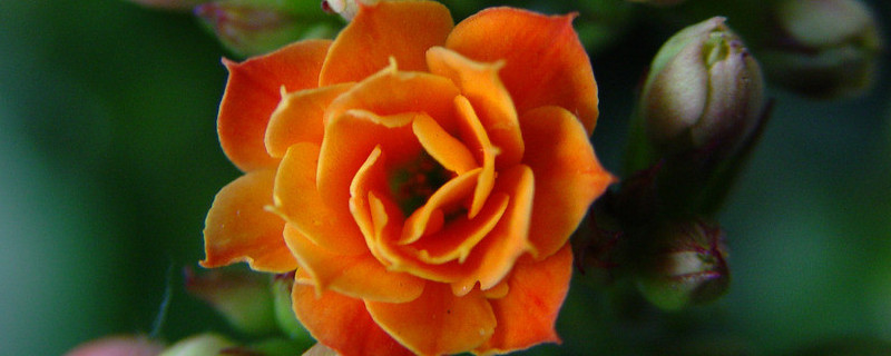 长寿花主茎腐烂怎么办 长寿花烂茎怎么回事