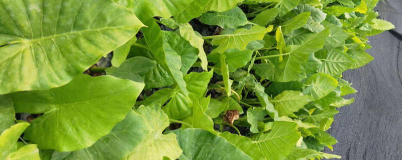 滴水观音秋天多久浇一次水(滴水观音冬天多长时间浇一次水)