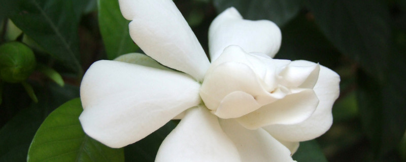 栀子花的移栽方法 栀子花的移栽方法by水在镜中