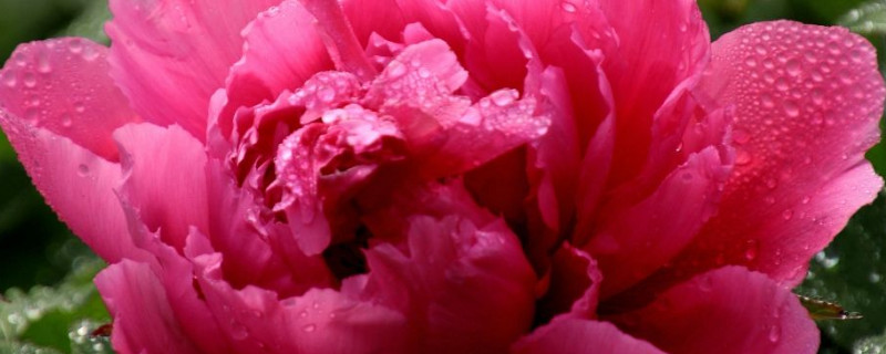 牡丹花夏天是不是应该枯萎 牡丹花夏天枯萎了叶子也枯萎了