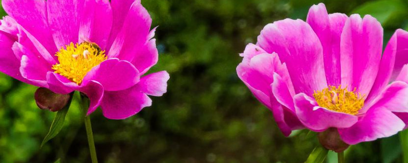 芍药夏天可以种吗（芍药花冬天可以种吗）