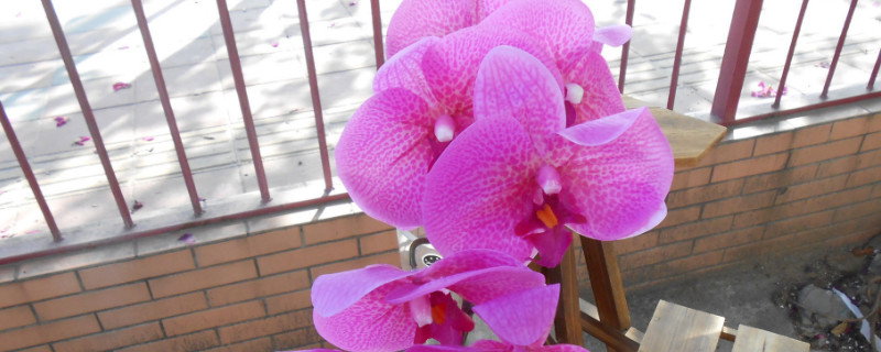 蝴蝶兰是什么颜色的（蝴蝶兰是什么颜色的图片大全）