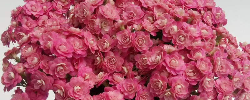 长寿花怎么才能长得快（长寿花怎样才能长高）