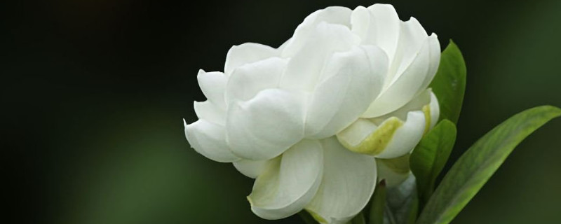 枙子花怎样水培生根（栀子花怎样水培生根视频）