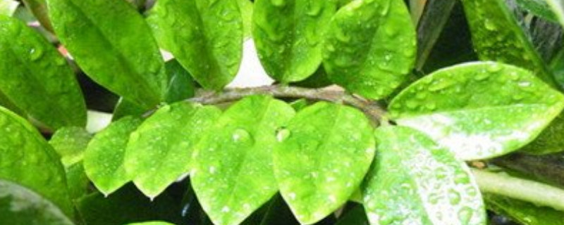 金钱树分盆时注意事项(金钱树的分盆方法)