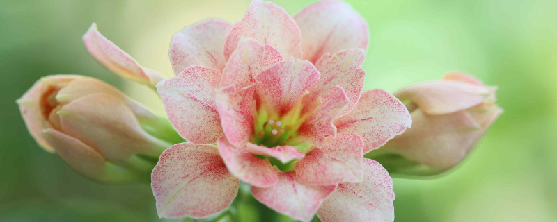 长寿花秋季能移盆吗（长寿花几月份移盆好）