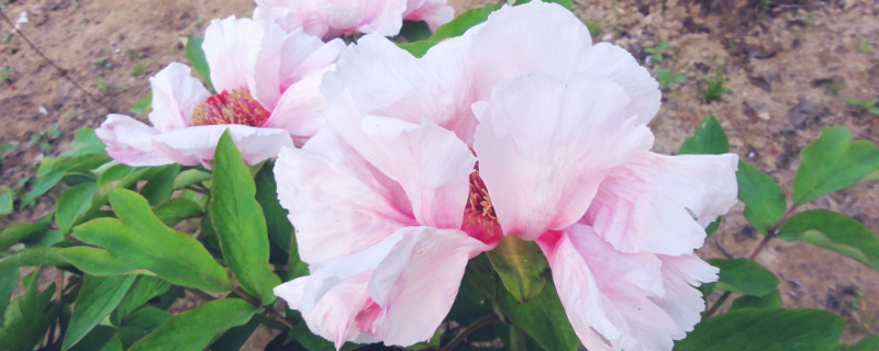 牡丹花种子需要泡水吗（牡丹花的种子怎么样才能发芽?）