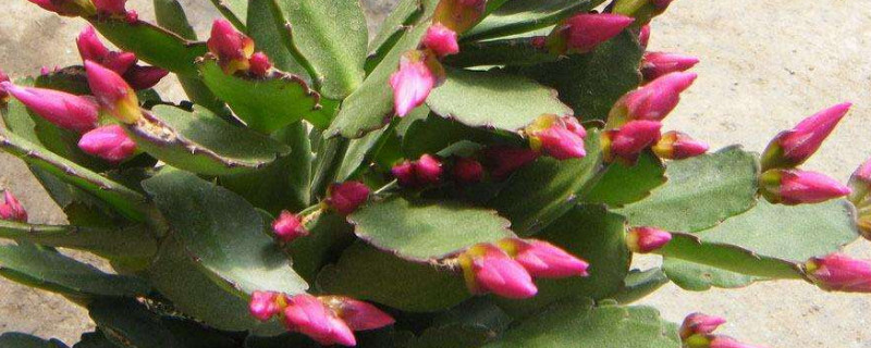 蟹爪兰秋季怎么养护（蟹爪兰秋冬养护）