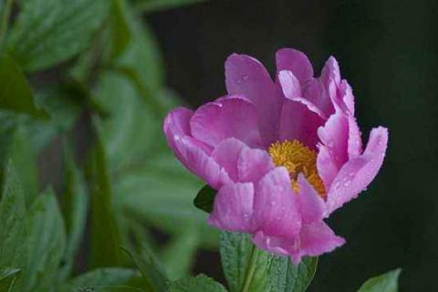 芍药能在花盆里养吗