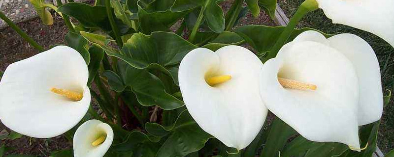 马蹄莲鲜花的养护方法（怎样养护开花的马蹄莲）