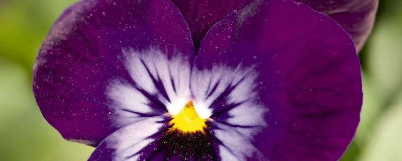 蝴蝶兰春节能开花吗（蝴蝶兰是春季开花吗）