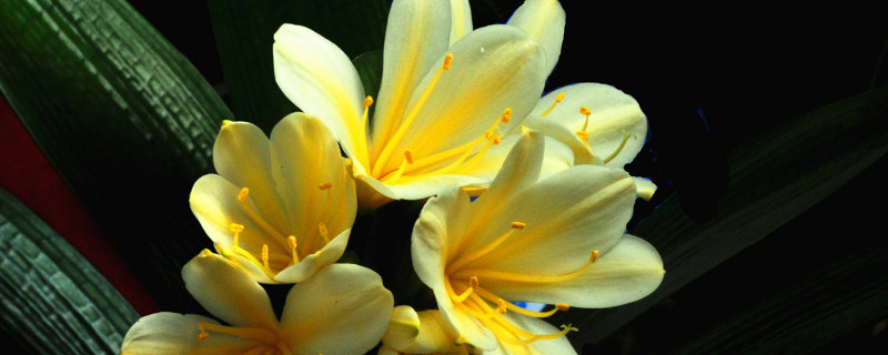 君子兰冬天怎样管理(君子兰冬天怎么管理)