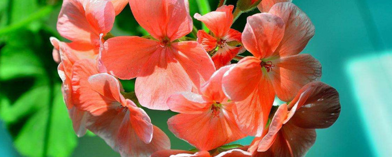 春季可以给天竺葵换盆吗（天竺葵春天换盆）