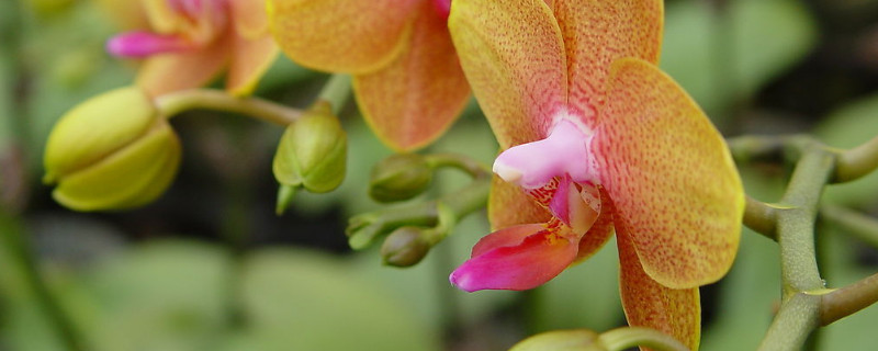 蝴蝶兰根烂没了还能活吗(蝴蝶兰根烂没了还能救活不)