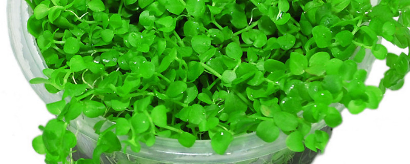 爬地矮珍珠寿命（爬地矮珍珠寿命多久）