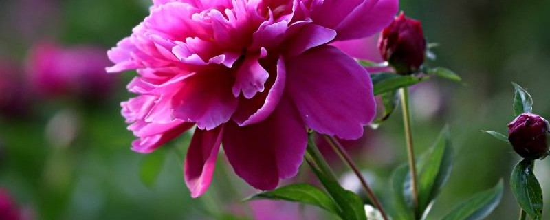 芍药花春天怎么养护(盆栽芍药花春季管理)