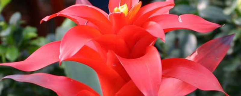 鸿运当头幼苗几年开花(鸿运当头小苗多久长大)