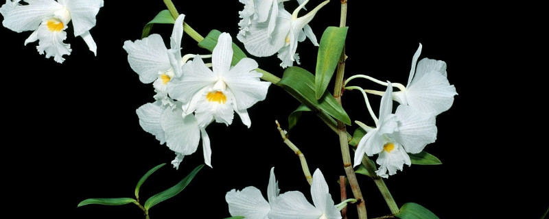 石斛兰叶子发黄是什么原因 石斛兰叶子变黄怎么办