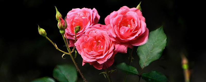 月季花的花骨朵怎么不开放 月季花有花骨朵但是不开