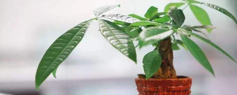 发财树怎么养才茂盛（怎样养发财树）