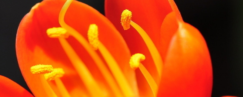 君子兰夏天开花冬天还开吗 君子兰夏天开花冬天还会开花吗