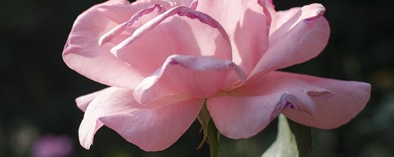 月季花为什么打了花苞还没开就黑了 月季为什么花苞黑掉