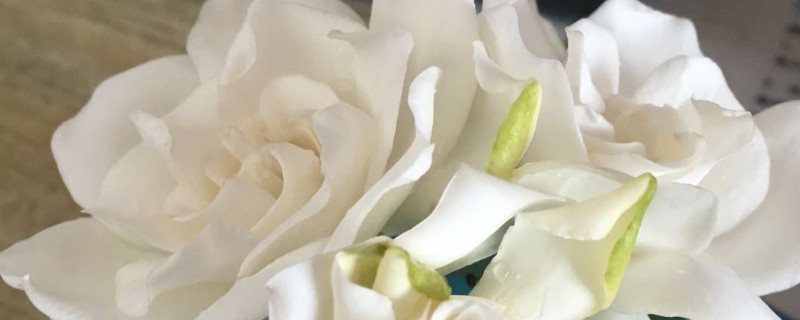 哪种栀子花好养 哪种栀子花好养活