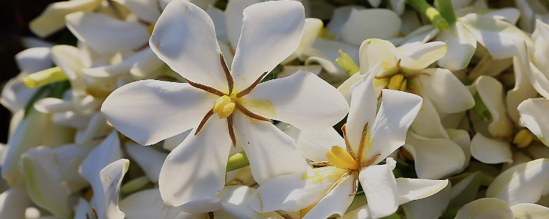 斑叶栀子花有几种（小叶栀子是什么品种）