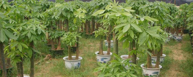 发财树施肥的正确方法 发财树如何施肥养殖方法和注意事项