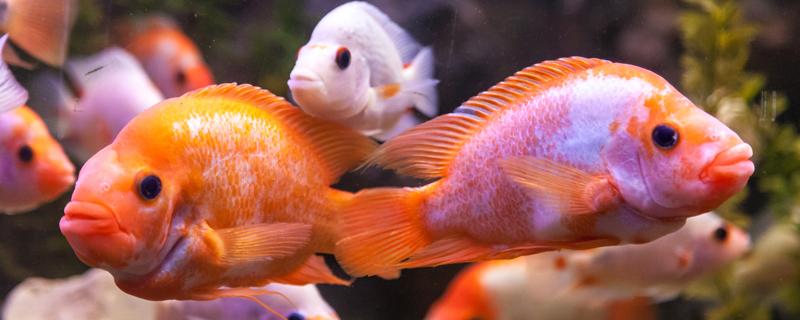 孔雀鱼20度可以繁殖吗（水温十八度孔雀鱼能繁殖吗）