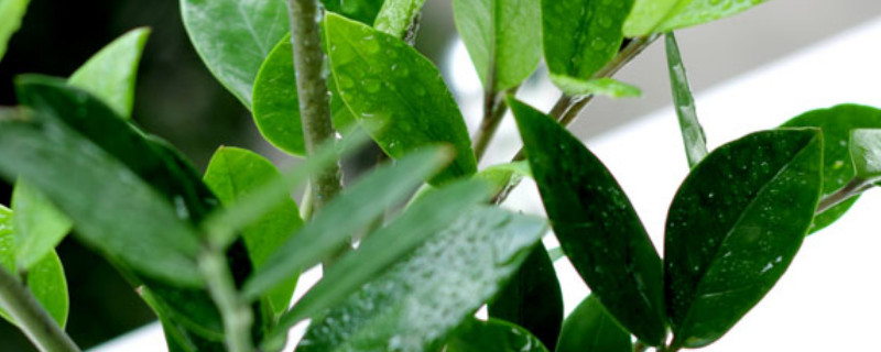 金钱树怎么固定成型（如何培植金钱树）