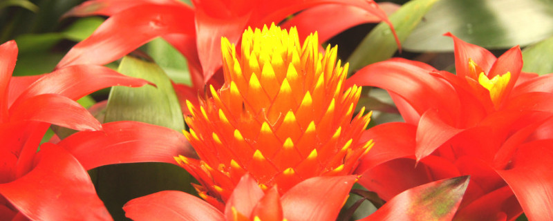 鸿运当头多久换一次水(鸿运当头怎么换水)