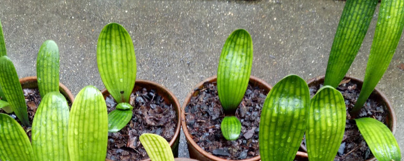 君子兰叶片不绿的原因 君子兰为什么不爱长叶子