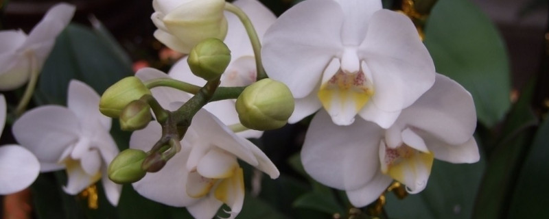 蝴蝶兰不开花了怎么办 蝴蝶兰不开花怎么办?教你几个小技巧