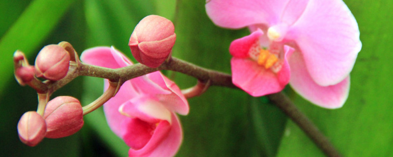 蝴蝶兰没有叶子只剩根能活吗(蝴蝶兰只剩下根了还能活吗)