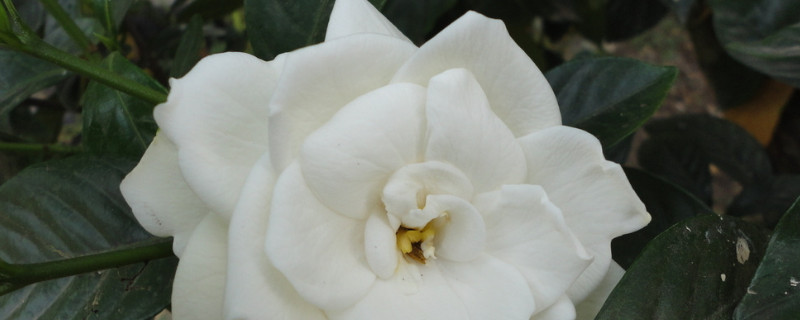 栀子花秋天叶子发黄落叶怎么办（秋天栀子花叶子发黄干枯掉叶子怎么办）