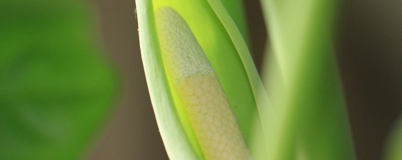 滴水观音夏季上肥吗 滴水观音施什么肥长得好