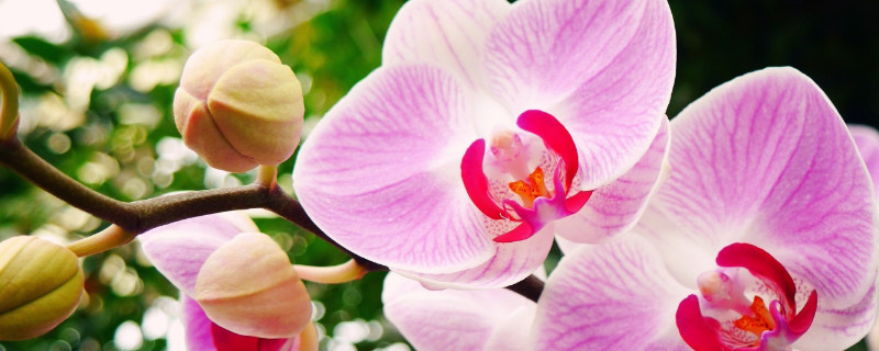 蝴蝶兰怎么养家庭养法 蝴蝶兰怎么养家庭养法秋天