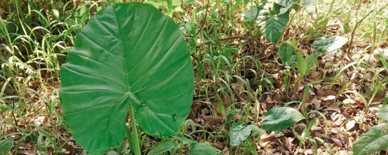 滴水观音春天怎么养(水培滴水观音怎么养才能更旺盛)