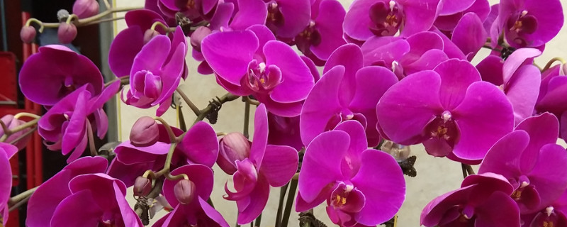 蝴蝶兰茎变黄什么原因 蝴蝶兰茎变黄怎么处理