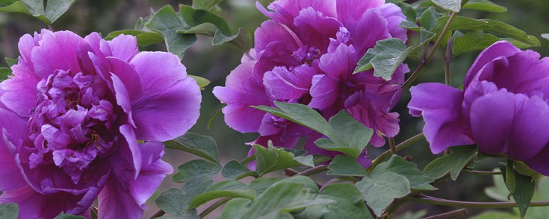 牡丹花夏天需要遮阴吗(牡丹花夏天的养护)