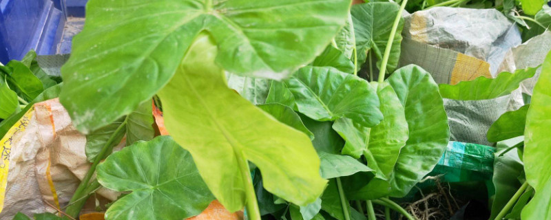 滴水观音能放在卧室吗 滴水观音能放卧室吗 滴水观音能放室内吗