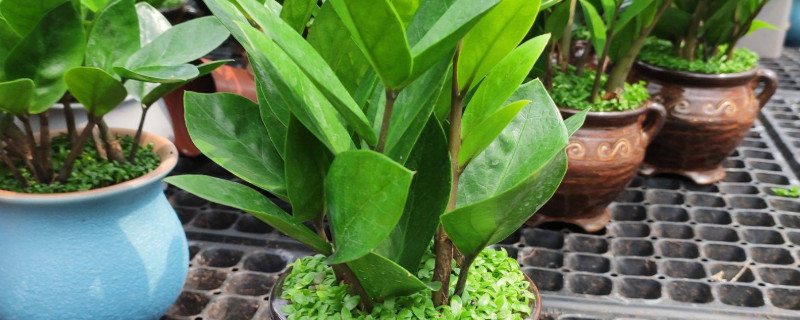 金钱树怎么发展多颗（金钱树怎样一棵变多棵）