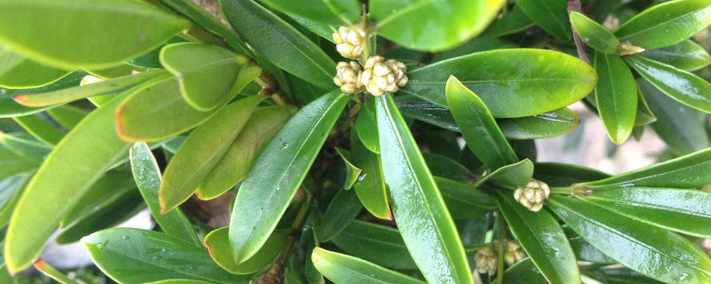 烂根黄杨怎么救活（黄杨烂根还能活吗?）