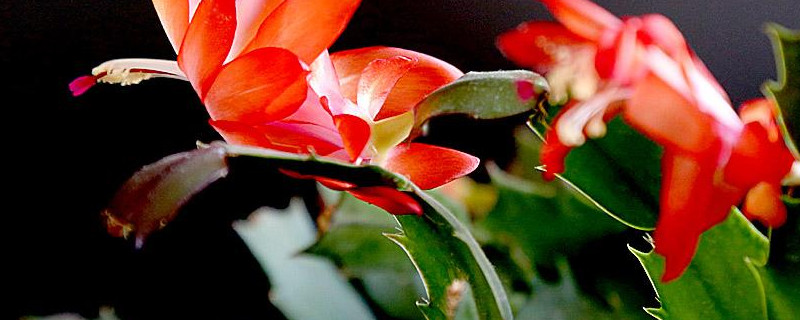蟹爪兰冬天能扦插吗 冬季可以扦插蟹爪兰吗