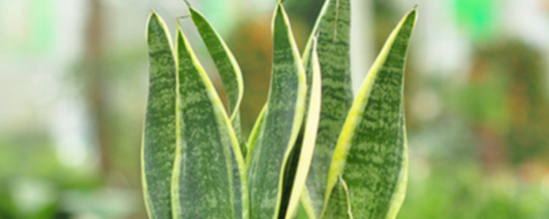 虎皮兰冬天怎么养护 虎皮兰夏天的养护