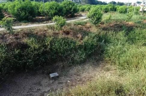 预防夏季柑橘高温落果的措施（柑橘高温落果怎么补救）