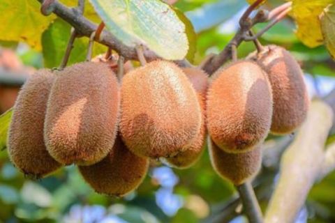 夏季猕猴桃管理注意这四点（猕猴桃冬季管理技术要点）