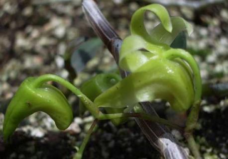 铁皮石斛(铁皮石斛粉的正确吃法和用量)